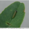 colias hyale larva1 volg1